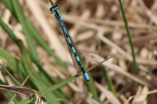 Coenagrion hastulatum